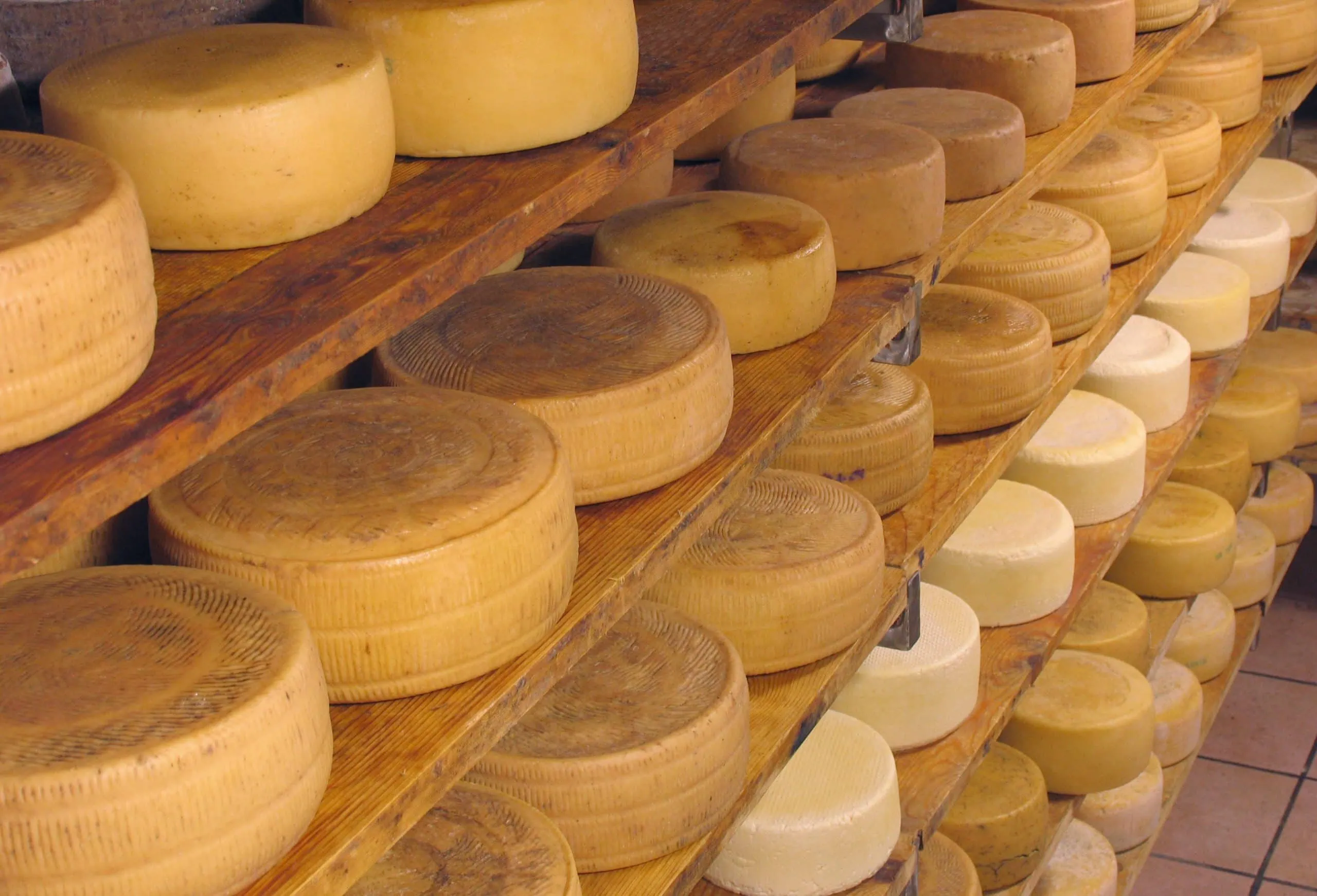 Discover Olive Oil and Cheese tradition in Tuscany by Fun in Tuscany Tour