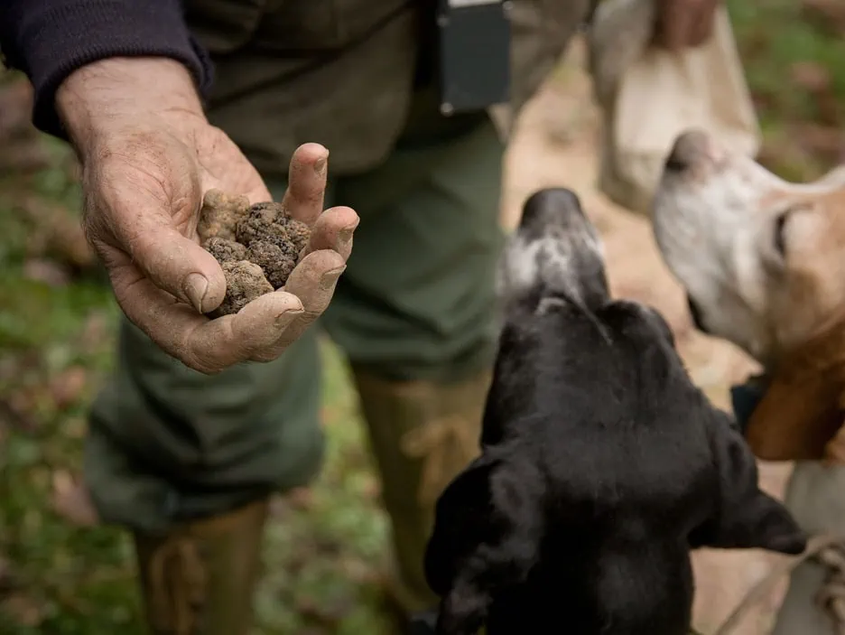 Truffle Hunting